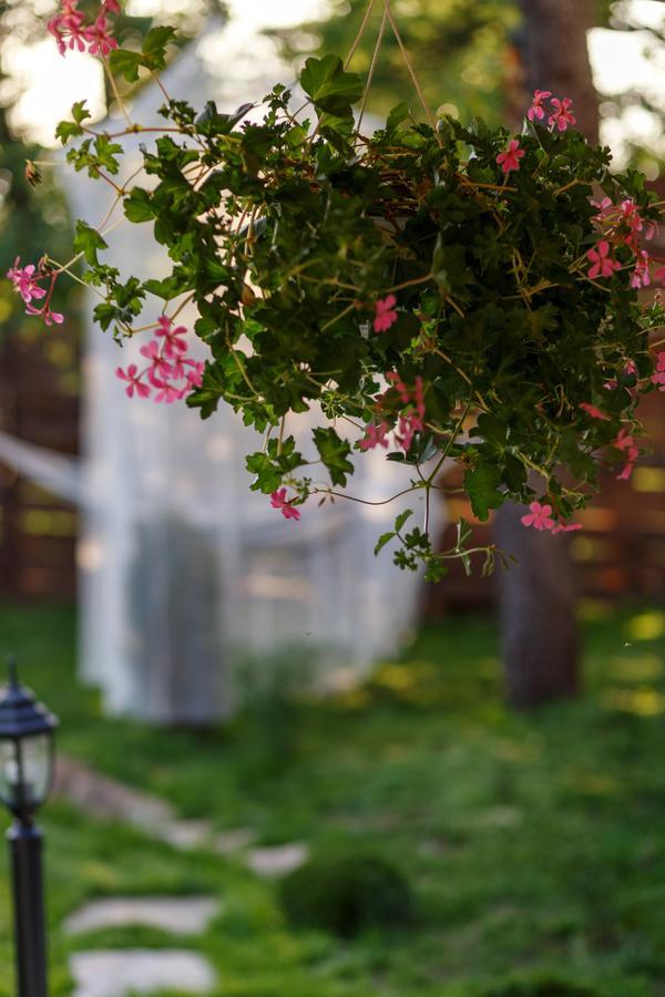 Villa Rose Belogradtsjik Buitenkant foto